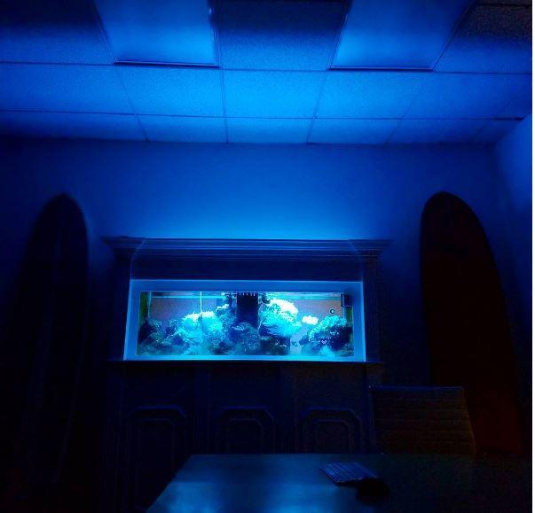 Our see through fish tank wall is amazing at night.